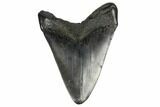 Fossil Megalodon Tooth - South Carolina #175973-2